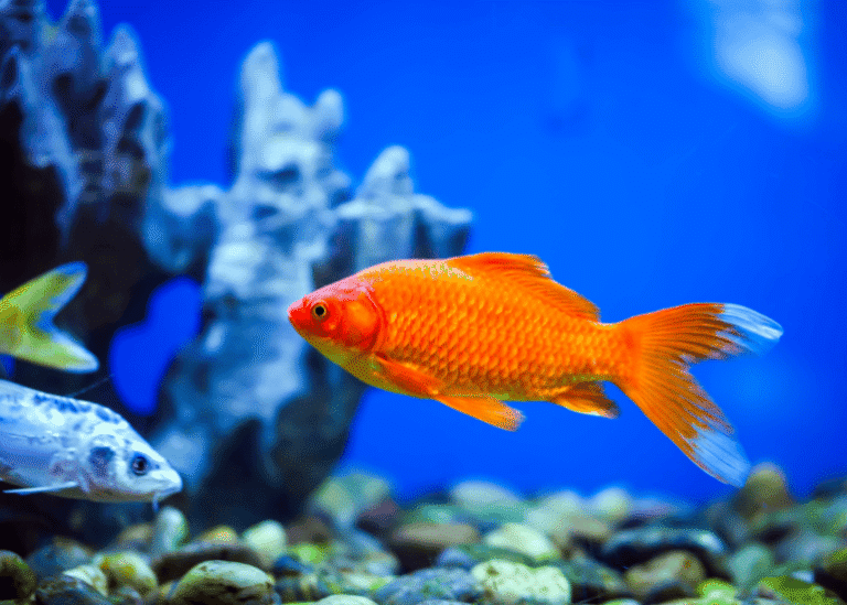 Untitled design - 2025-07-10T130732.244