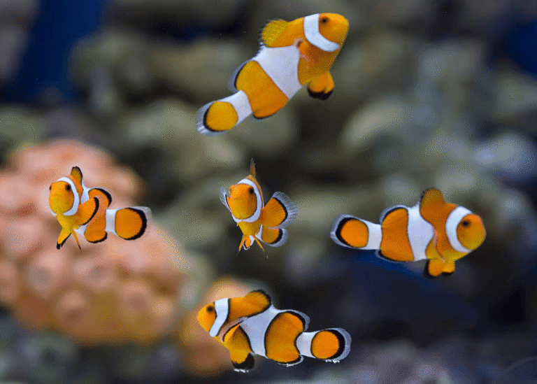 Untitled design - 2025-07-10T130748.169